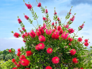 Karminroter Zylinderputzer (Callistemon citrinus), Myrtengewächse, Meran, Südtirol, Italien,...