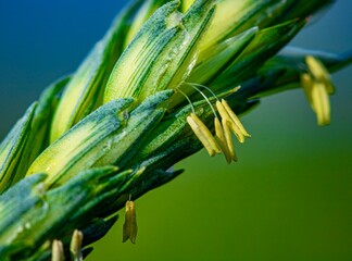 wheat flowering macro