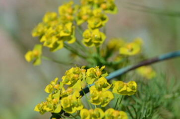 Euphorbia virgata is a member of the Euphorbiaceae family. Euphorbia Fisher, a perennial herbaceous plant 20-70 cm high with numerous branched stems. The flowers are still green with two petals.