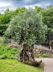 Sehr schöner alter Olivenbaum (Olea europaea), Meran, Südtirol, Italien, Europa