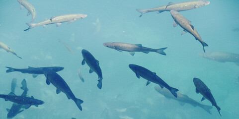 Fish in the Korana river. Blue-teal colored mountain river with lots of fish swimming in it. 