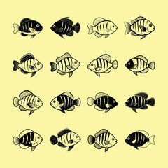 Severum Cichlid, aquarium fish line art illustration