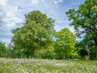 Wiese mit blühenden Margeriten, Wiesenmargerite (Leucanthemum vulgare) im Frühsommer, Höhenried, Bernried, Bayern, Deutschland, Europa