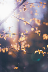 Vibrant yellow leaves flutter gracefully in the warm breeze