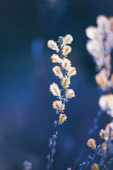 Delicate grass flowers illuminated by soft sunlight