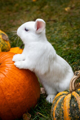 White Bunny Exploring Pumpkins Outdoors