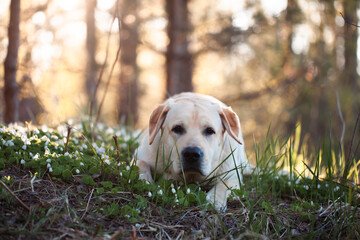 A yellow Labrador retriever in the forest