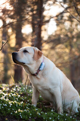 A yellow Labrador retriever in the forest
