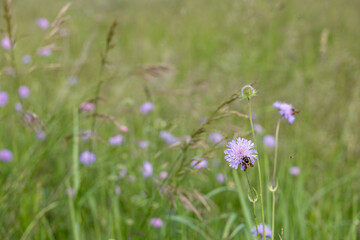 Honeybee gathering pollen on a fuzzy purple bloom in a natural meadow. Blurred background enhances focus