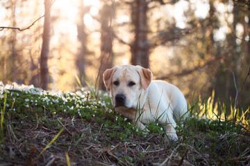A yellow Labrador retriever in the forest