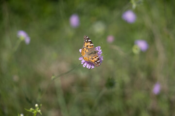 Close-up of a painted lady butterfly on a purple field scabious flower. Soft green background and fine floral details