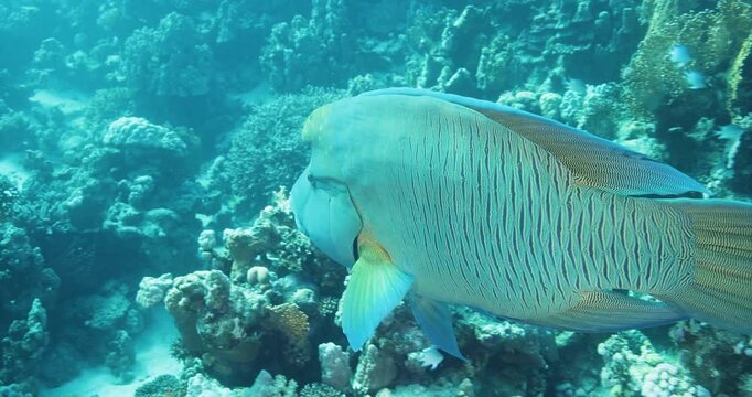 A large Napoleon Wrasse hunting for food on a healthy coral reef. Cheilinus undulatus Napoleon fish swimming underwater, close up. Undersea life, seabed exploring, marine ecosystem, undersea nature.