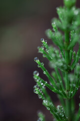 Delicate water droplets rest on the tips of vibrant green plant foliage