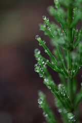 Delicate water droplets rest on the tips of vibrant green plant foliage