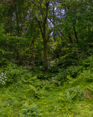 forest in the forest