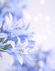 Agapanthus flower background
