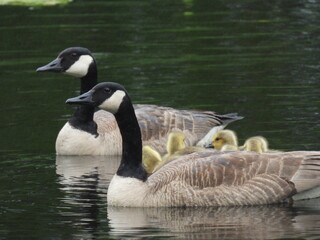 Goose and goslings5