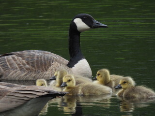 Goose and goslings4
