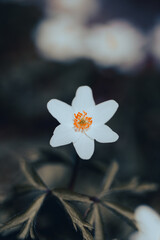 A delicate white flower featuring vibrant orange stamens emerges