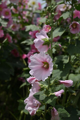 ピンク色のタチアオイ