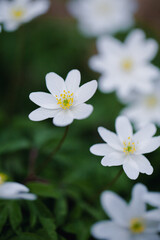 A vibrant display of white wildflowers covers the forest floor