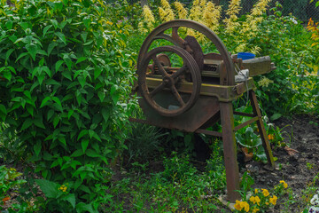 kwiaty z mojego magicznego ogrodu © rob