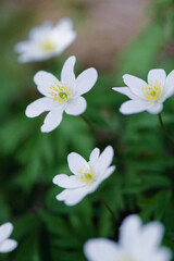 A vibrant display of white wildflowers covers the forest floor