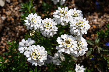 high-angle view of candytuft flower in the garden