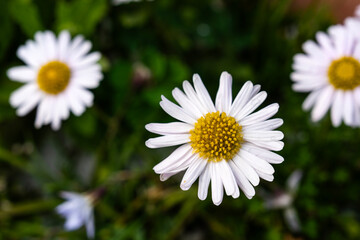 Obraz premium daisy flower in the garden