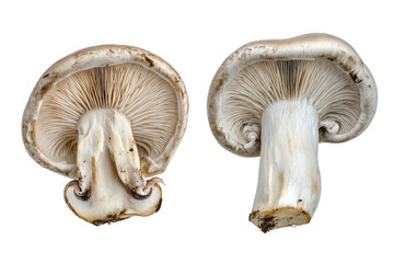 champignon mushrooms isolated on white background, with clipping path. PNG