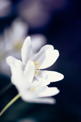 Colorful arrangement of white flowers with orange centers