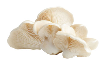 champignon mushrooms isolated on white background, with clipping path. PNG