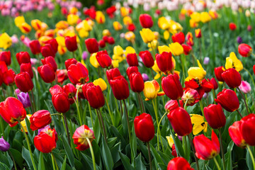 various tulips in the garden