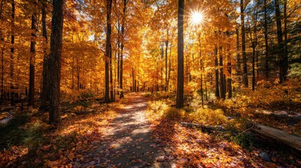 Obraz premium Sunlit path through a forest ablaze with autumn colors