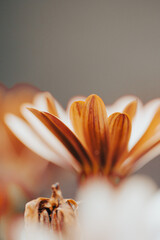 A close-up view of vibrant orange and white daisies in a garden