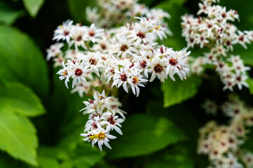 View of the foamflower in the garden