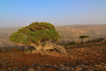 Endemic Dragon tree of Socotra Island on Yemen