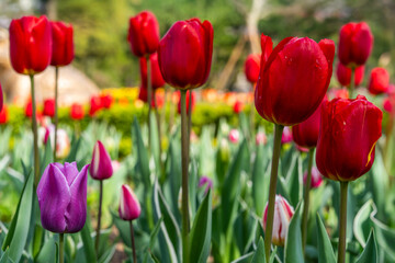 various tulips in the garden