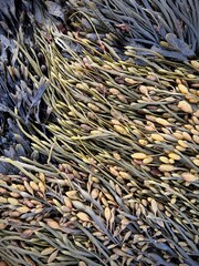 fresh Knotted Wrack sea weed on the shore of Northern Atlantic Ocean