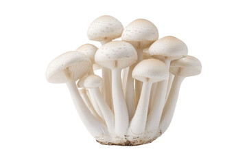 champignon mushrooms isolated on white background, with clipping path. PNG