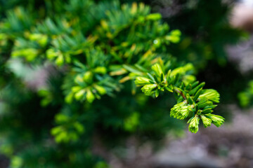 leaves of yew tree