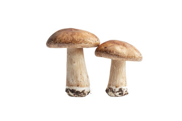 champignon mushrooms isolated on white background, with clipping path. PNG