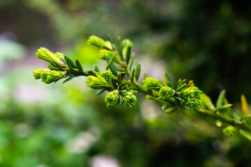 leaves of yew tree