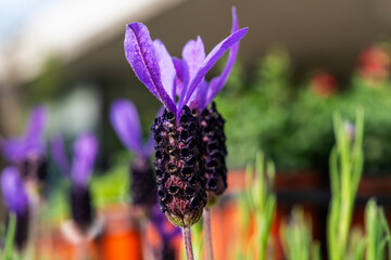Close-up of the French Lavender flowers