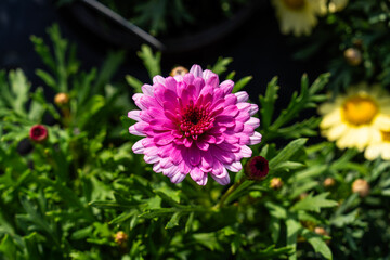 Fototapeta premium daisy flower in the garden