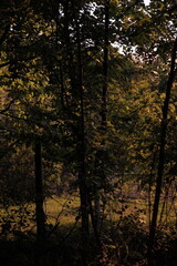 Obraz premium Sunset in the forest in a summer day