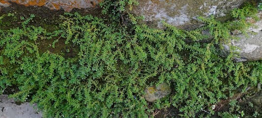 Fresh Euphorbia hirta (Teki Grass) for natural ground cover, herbal use, bonsai soil, or terrarium
