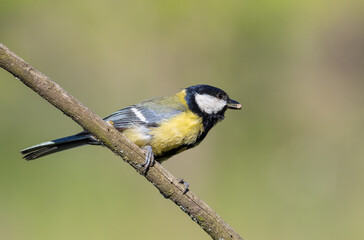 Great tit, Parus major. A bird sitting on a branch with prey, beautiful background