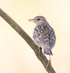 Woodlark, Lullula arborea. A bird with prey in its beak sits on a branch, light background