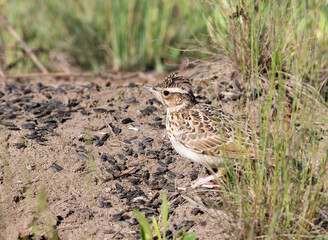 Woodlark, Lullula arborea. A bird found sunflower seeds on the ground